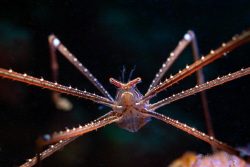 Spider Squat Lobsters (Chirostylus sandyi) by Julian Hsu 